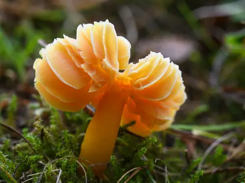 Oily Waxcap (Hygrocybe quieta), photo