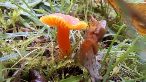 Honey Waxcap (Hygrocybe reidii), photo