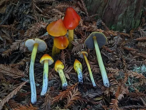 Western Witch's Hat (Hygrocybe singeri), photo