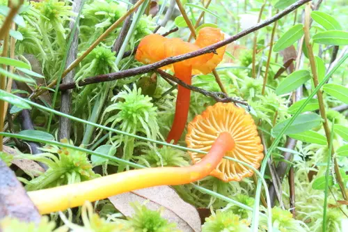 Squamulose Waxycap (Hygrocybe squamulosa), photo