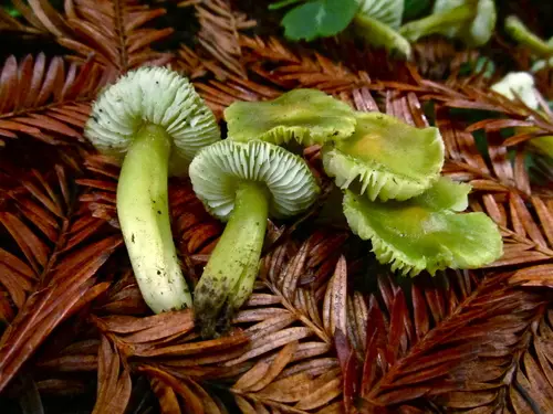 Lime-Green Waxy Cap (Hygrocybe virescens), photo