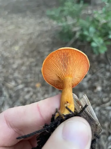 False Chanterelle (Hygrophoropsis aurantiaca), photo