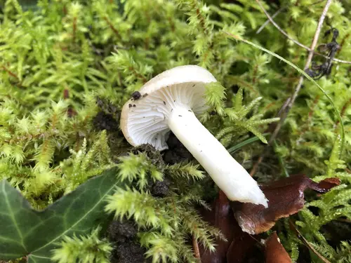 Almond Woodwax (Hygrophorus agathosmus), photo