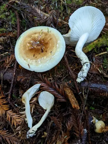 Hygrophorus bakerensis (Hygrophorus bakerensis), photo