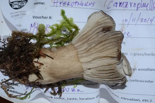 Arched Woodwax (Hygrophorus camarophyllus), photo