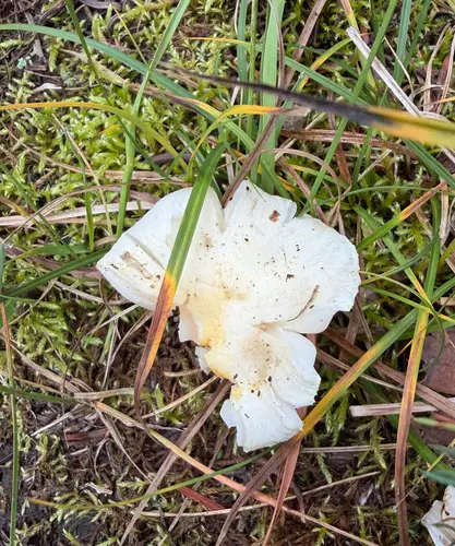 Gold Dust Waxy Cap (Hygrophorus chrysodon), photo