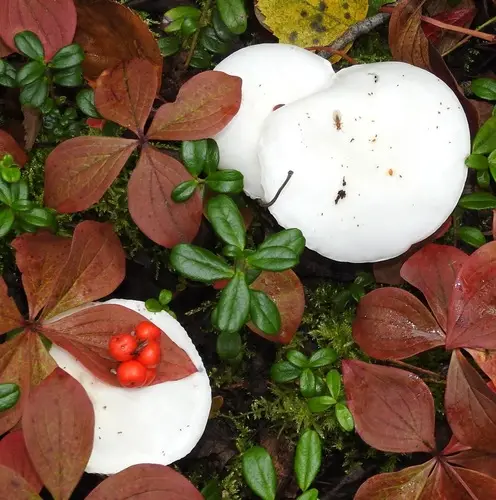 Cowboy's Handkerchief (Hygrophorus eburneus), photo