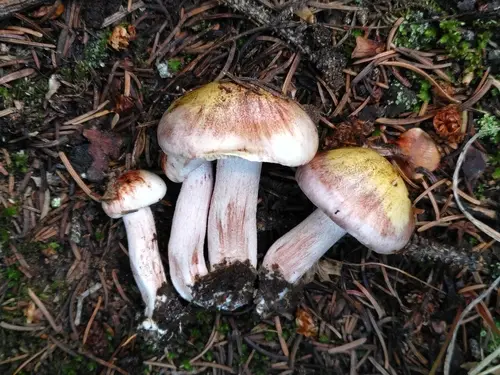 Blotched Woodwax (Hygrophorus erubescens), photo