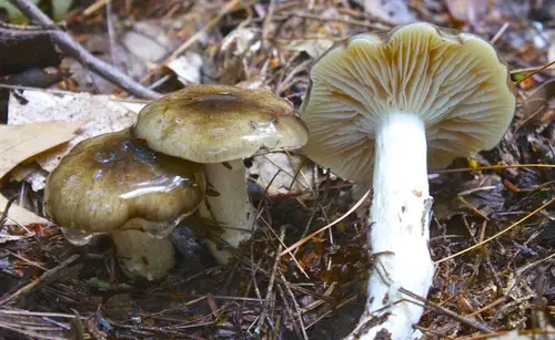 Hygrophorus fuligineus (Hygrophorus fuligineus), photo