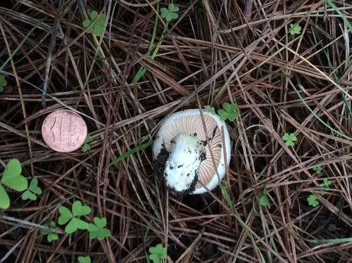 Hygrophorus gliocyclus (Hygrophorus gliocyclus), photo