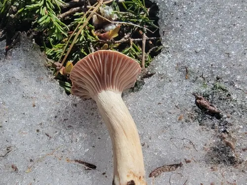 Hygrophorus goetzei (Hygrophorus goetzei), photo