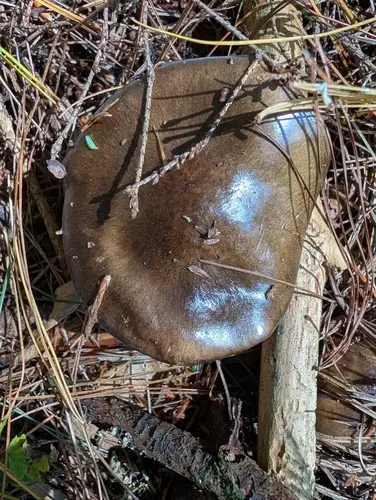Herald Of Winter (Hygrophorus hypothejus), photo