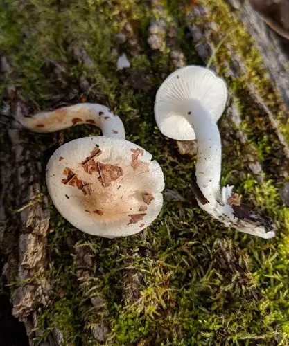 Woodwaxes (Hygrophorus laurae), photo