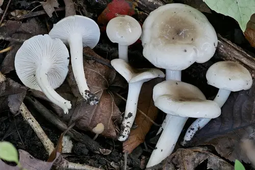 Hygrophorus occidentalis (Hygrophorus occidentalis), photo