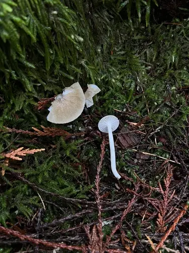 Hygrophorus odoratus (Hygrophorus odoratus), photo