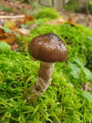 Glutinous Woodwax (Hygrophorus olivaceoalbus), photo