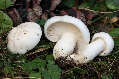 Snowy Woodwax (Hygrophorus piceae), photo