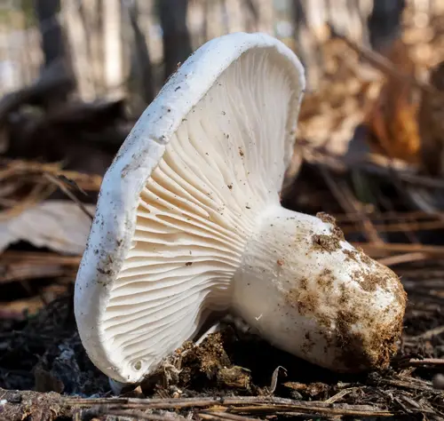 Hygrophorus ponderatus (Hygrophorus ponderatus), photo