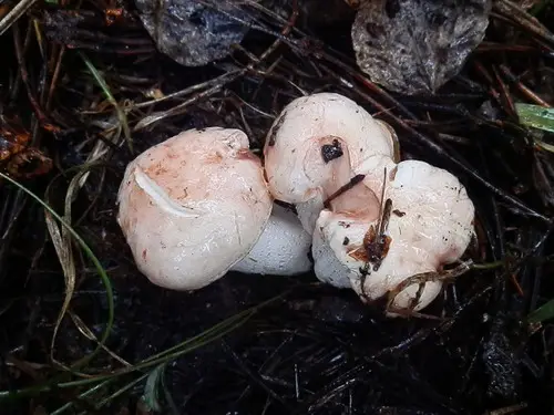 Rosy Woodwax (Hygrophorus pudorinus), photo