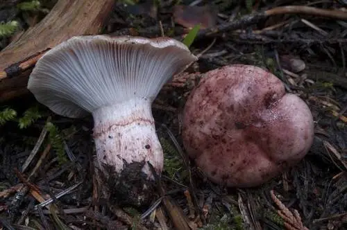 Purple-Red Hygrophorus (Hygrophorus purpurascens), photo
