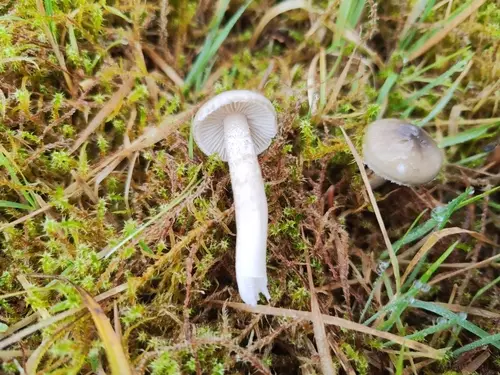 Blistered Woodwax (Hygrophorus pustulatus), photo