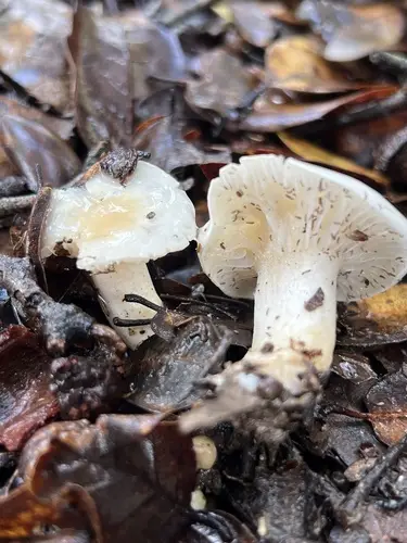 Rosy Brown Waxy Cap (Hygrophorus roseobrunneus), photo