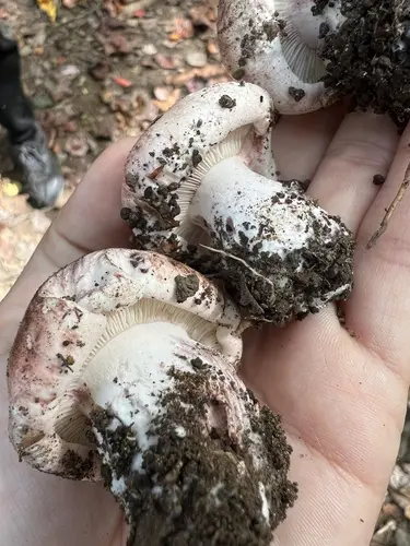 Pinkmottle Woodwax (Hygrophorus russula), photo