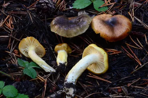 Coppery Waxcap (Hygrophorus siccipes), photo