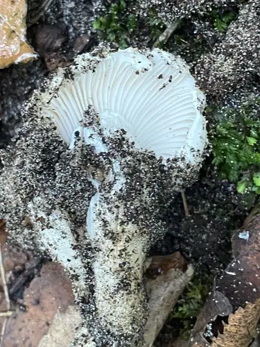 Hygrophorus sordidus (Hygrophorus sordidus), photo