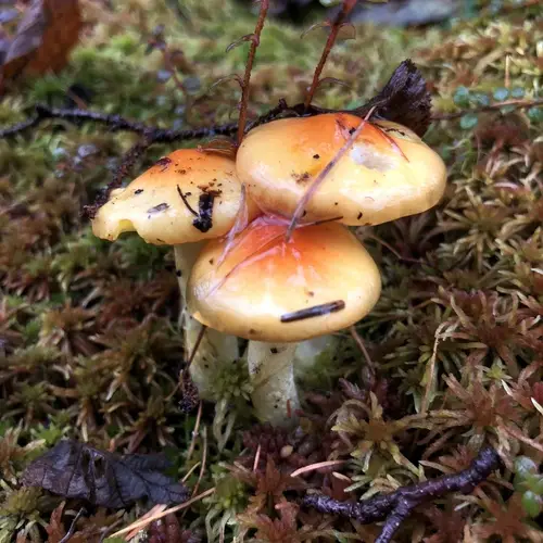 Larch Waxy Cap (Hygrophorus speciosus), photo