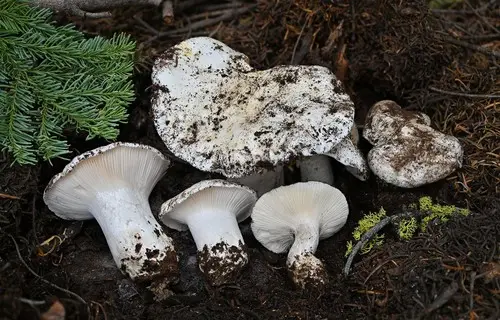 Hygrophorus subalpinus (Hygrophorus subalpinus), photo