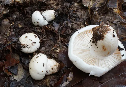 Hygrophorus subsordidus (Hygrophorus subsordidus), photo