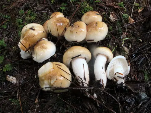 Hygrophorus tennesseensis (Hygrophorus tennesseensis), photo