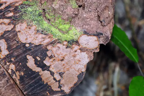 Cinnamon Crust (Hymenochaete cinnamomea), photo