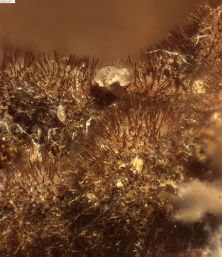 Sooty Crust (Hymenochaete fuliginosa), photo