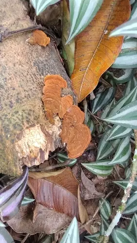 Hymenochaete iodina (Hymenochaete iodina), photo