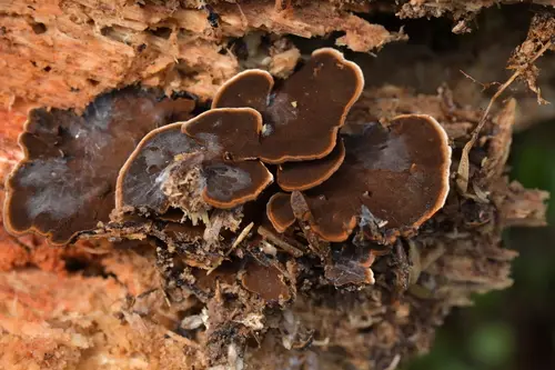 Hymenochaete microcycla (Hymenochaete microcycla), photo