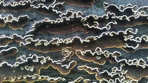 Oak Curtain Crust (Hymenochaete rubiginosa), photo