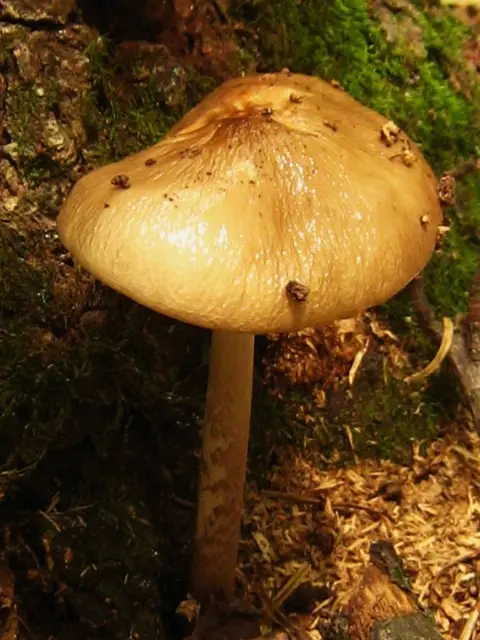 Hymenopellis furfuracea (Hymenopellis furfuracea), photo