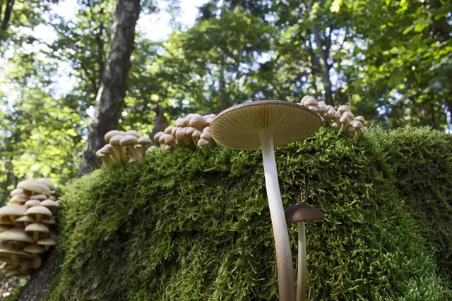 Hymenopellis radicata (Hymenopellis radicata), photo