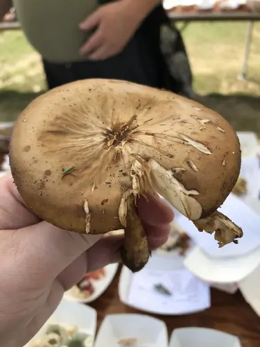 Hymenopellis rubrobrunnescens (Hymenopellis rubrobrunnescens), photo