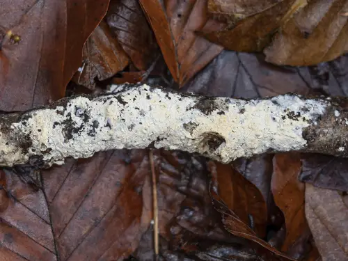Laddered Webcrust (Hyphoderma setigerum), photo