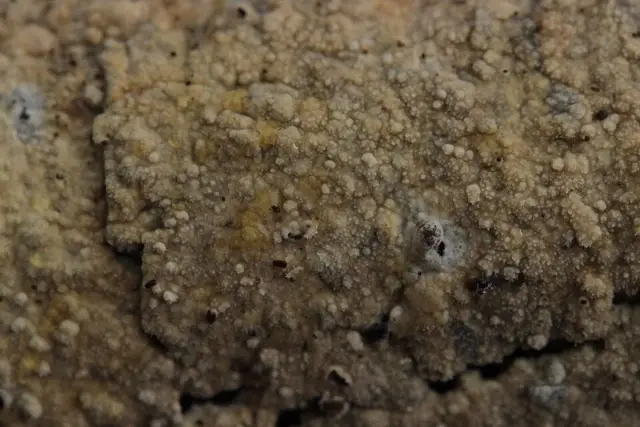 Wrinkled Webcrust (Hyphodermella corrugata), photo