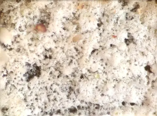 Needled Webcrust (Hyphodontia alutaria), photo