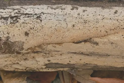 Spiny Webcrust (Hyphodontia arguta), photo