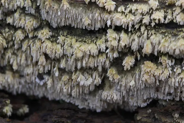 Hyphodontia barba-jovis (Hyphodontia barba-jovis), photo