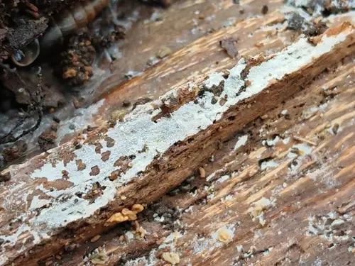 Hyphodontia pallidula (Hyphodontia pallidula), photo