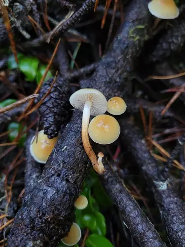 Conifer Tuft (Hypholoma capnoides), photo