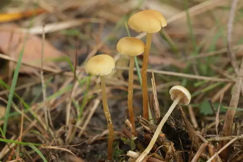 Sphagnum Brownie (Hypholoma elongatum), photo