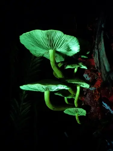 Sulphur Tuft (Hypholoma fasciculare), photo